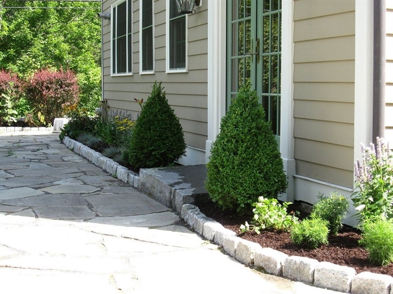 Green Mountain Boxwood