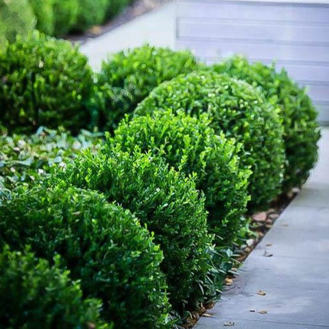 Baby Gem Boxwood