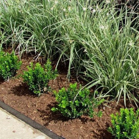 Baby Gem Boxwood