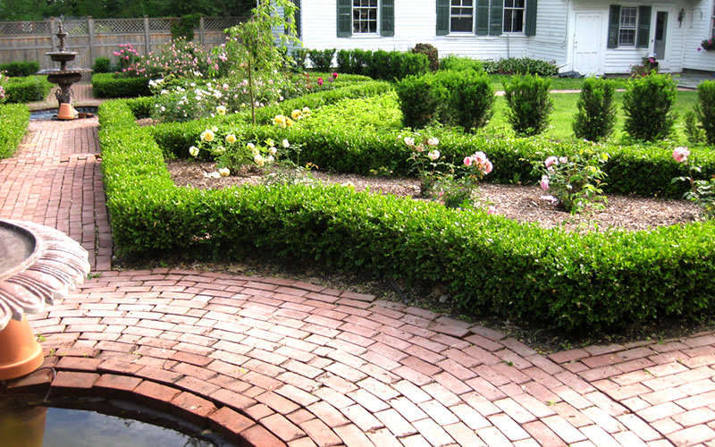 Baby Gem Boxwood