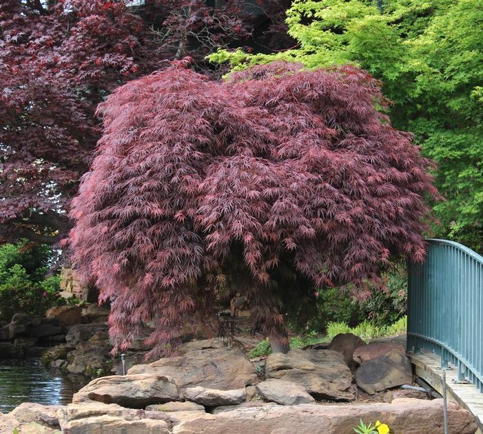 Crimson Queen Dwarf Japanese Maple