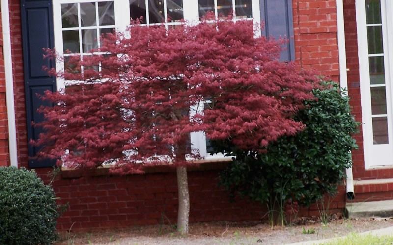 Crimson Queen Dwarf Japanese Maple