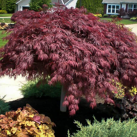 Crimson Queen Dwarf Japanese Maple