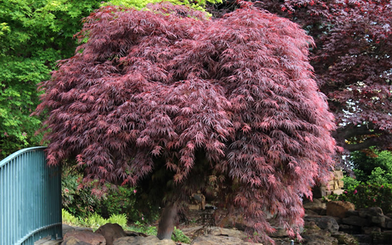 Crimson Queen Dwarf Japanese Maple