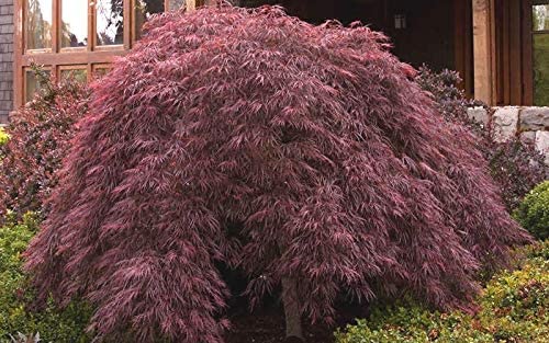 Crimson Queen Dwarf Japanese Maple