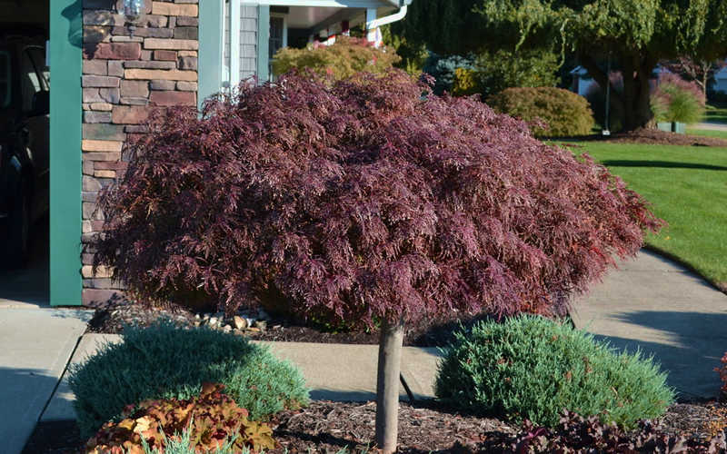 Crimson Queen Dwarf Japanese Maple