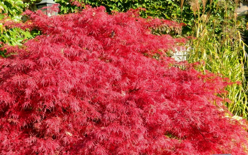 Crimson Queen Dwarf Japanese Maple