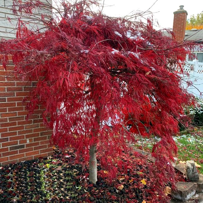 Crimson Queen Dwarf Japanese Maple