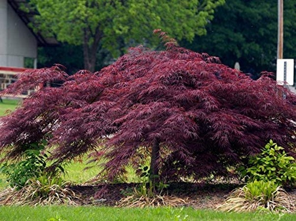 Crimson Queen Dwarf Japanese Maple