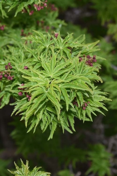 Lions Head Japanese Maple