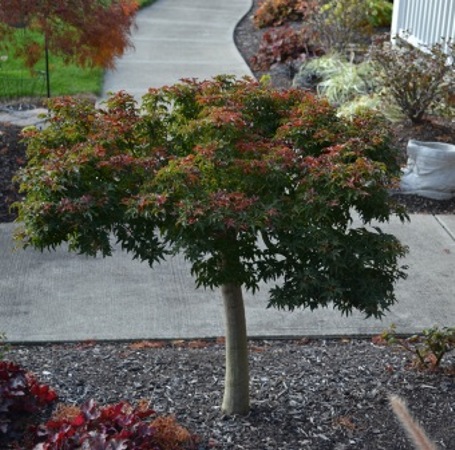 Lions Head Japanese Maple