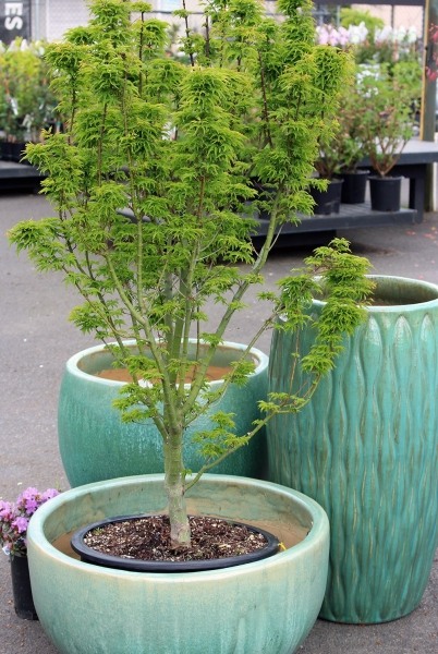 Lions Head Japanese Maple