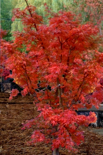 Lions Head Japanese Maple