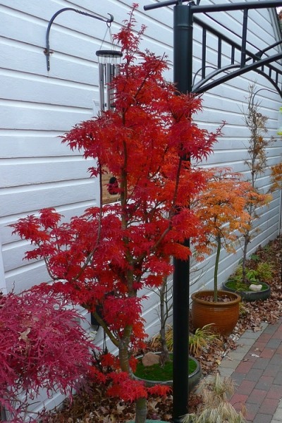 Lions Head Japanese Maple