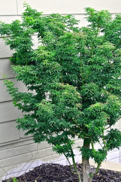 Lions Head Japanese Maple