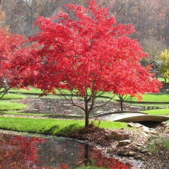 Lions Head Japanese Maple