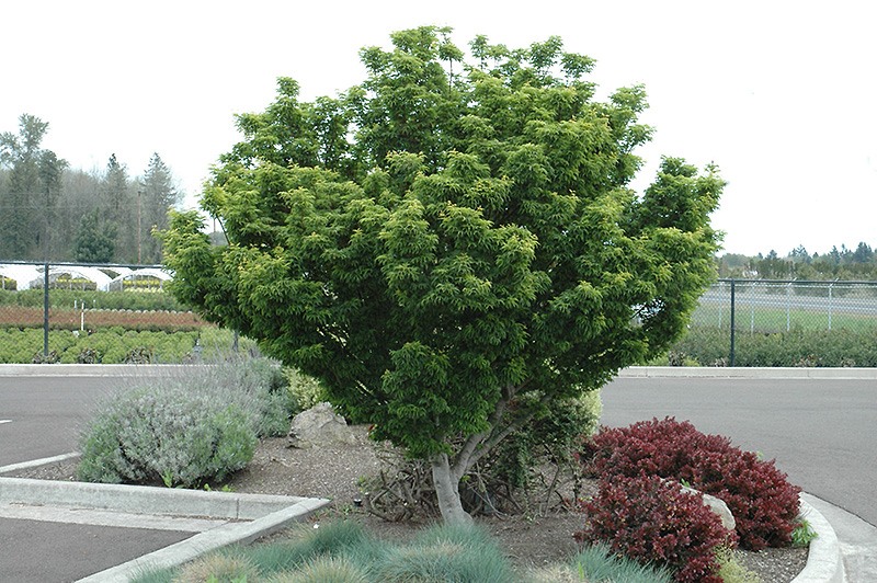 Lions Head Japanese Maple