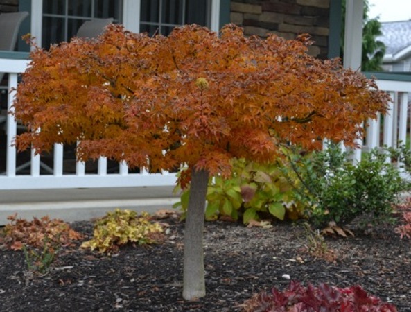 Lions Head Japanese Maple