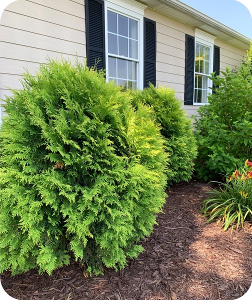 Golden Globe Arborvitae