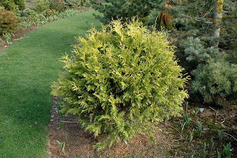 Golden Globe Arborvitae