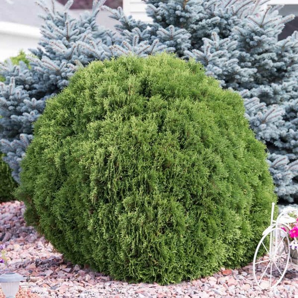Golden Globe Arborvitae