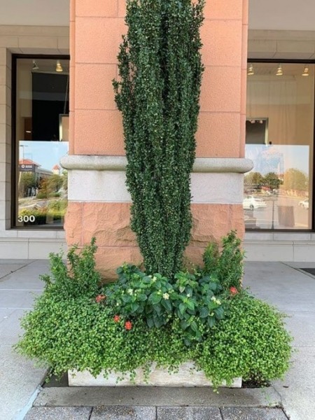 Sky Pencil Japanese Holly