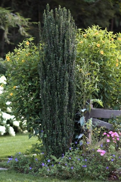 Sky Pencil Japanese Holly