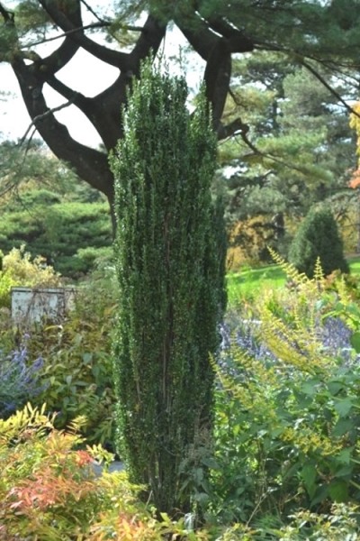 Sky Pencil Japanese Holly