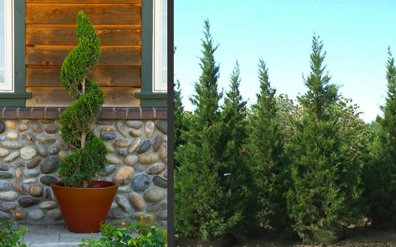 Hetzi Columnar Juniper
