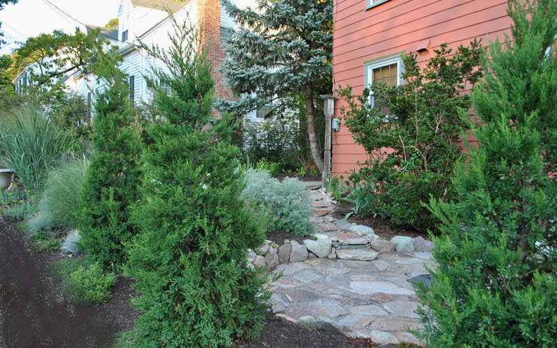 Hetzi Columnar Juniper