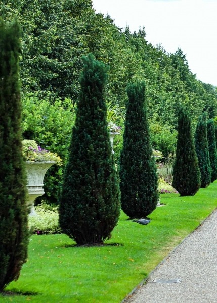 Hetzi Columnar Juniper
