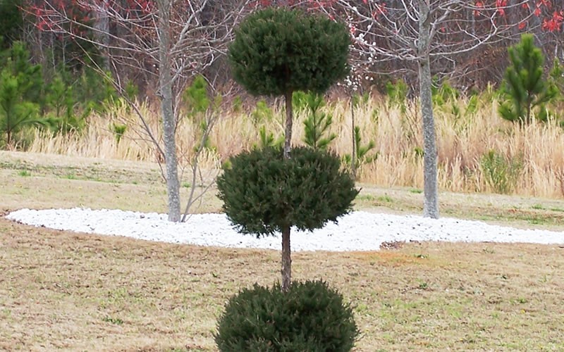 Hetzi Columnar Juniper