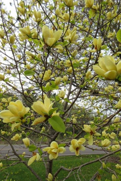 Lois Yellow Magnolia