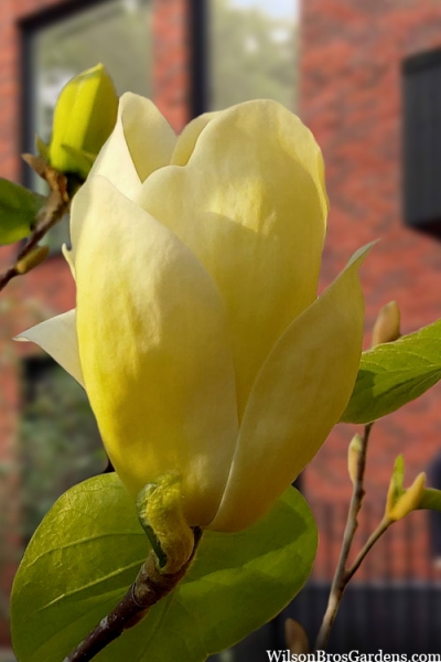 Lois Yellow Magnolia