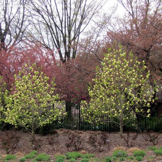 Lois Yellow Magnolia