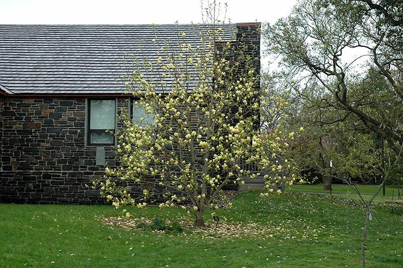 Lois Yellow Magnolia