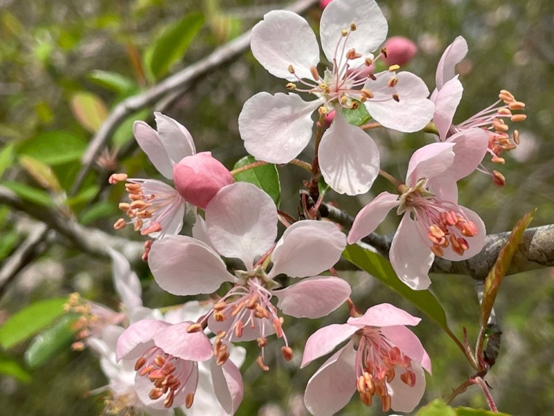 Southern Crabapple