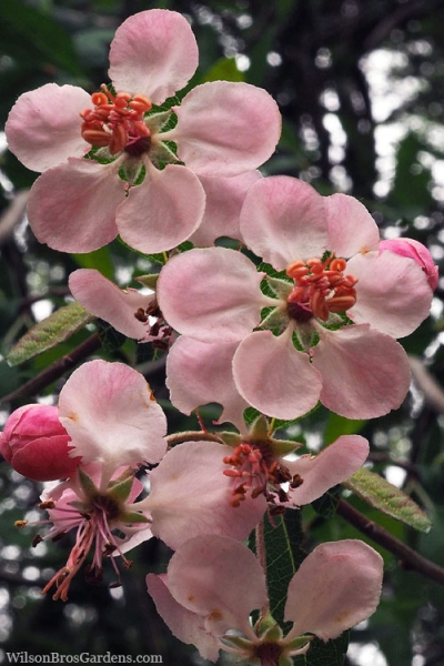 Southern Crabapple