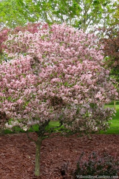 Southern Crabapple