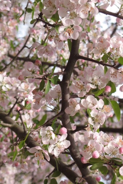 Southern Crabapple