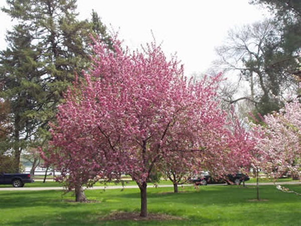 Southern Crabapple