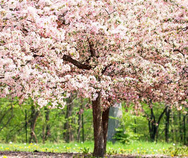 Southern Crabapple