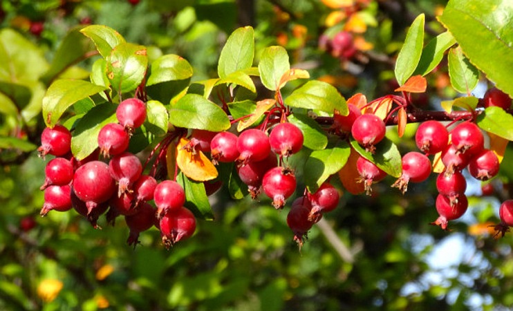 Southern Crabapple