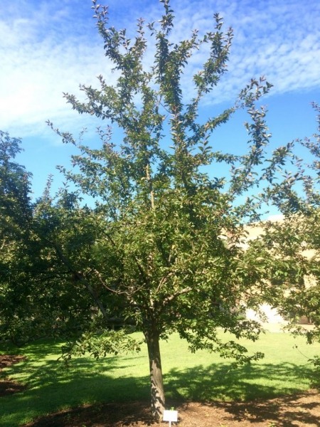 Southern Crabapple
