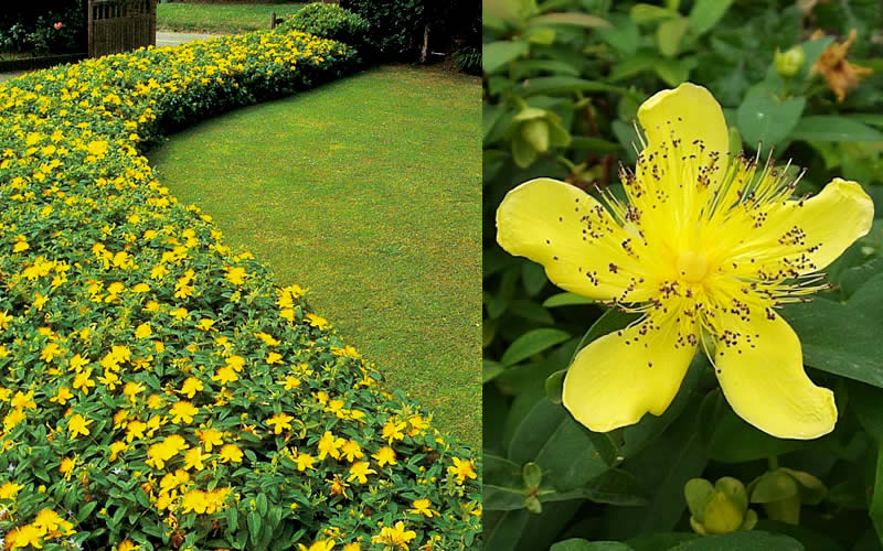 Creeping St Johns Wort