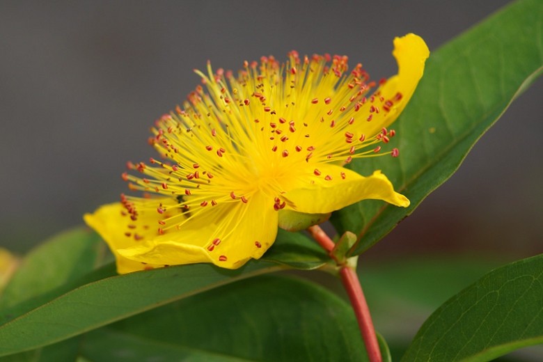 Creeping St Johns Wort