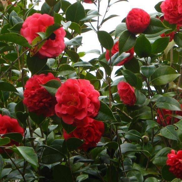 Kramers Supreme Red Double Camellia Japonica