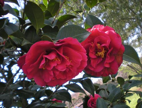 Kramers Supreme Red Double Camellia Japonica