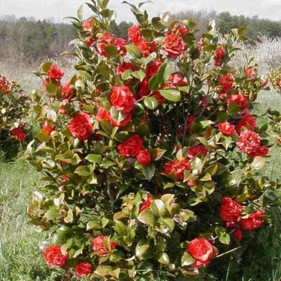 Kramers Supreme Red Double Camellia Japonica