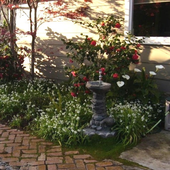 Kramers Supreme Red Double Camellia Japonica